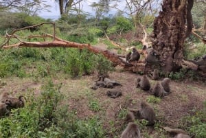 2-dages safari i Tarangire og Ngorongoro-krateret Join Group