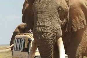 2-dages safari i Tarangire og Ngorongoro-krateret Join Group