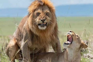 2-dages safari i Tarangire og Ngorongoro-krateret Join Group