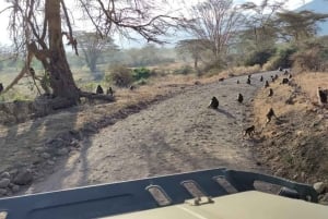 Safari de 2 jours dans le Tarangire et le cratère du Ngorongoro Rejoindre le groupe