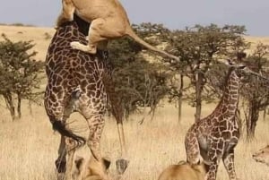 Safari de 2 jours dans le Tarangire et le cratère du Ngorongoro Rejoindre le groupe