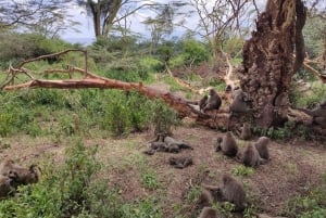 Safari de 2 jours dans le Tarangire et le cratère du Ngorongoro Rejoindre le groupe