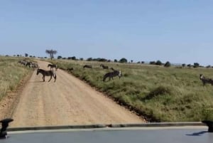 Safari de 2 jours dans le Tarangire et le cratère du Ngorongoro Rejoindre le groupe