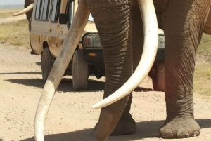 Safari de 2 jours dans le Tarangire et le cratère du Ngorongoro Rejoindre le groupe