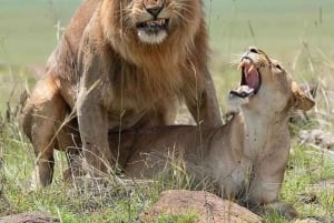 Safari de 2 jours dans le Tarangire et le cratère du Ngorongoro Rejoindre le groupe