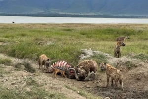Safari de 2 jours dans le Tarangire et le cratère du Ngorongoro Rejoindre le groupe