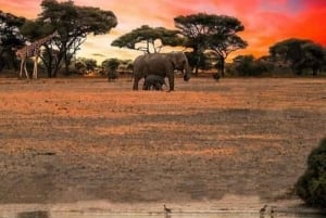 Safari de 2 jours dans le Tarangire et le cratère du Ngorongoro Rejoindre le groupe