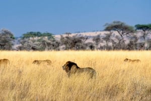3-Day 2 Nights Mikumi National Park by (Sgr) Train