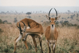 3-Day 2 Nights Mikumi National Park by (Sgr) Train