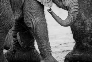 3-Day 2 Nights Mikumi National Park by (Sgr) Train