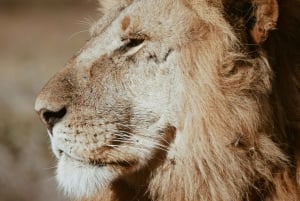 3-Day 2 Nights Mikumi National Park by (Sgr) Train