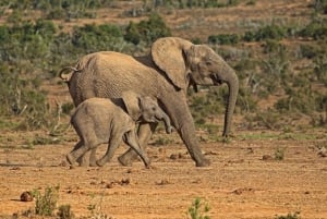 ミクミ国立公園での3日間アフリカサファリ体験