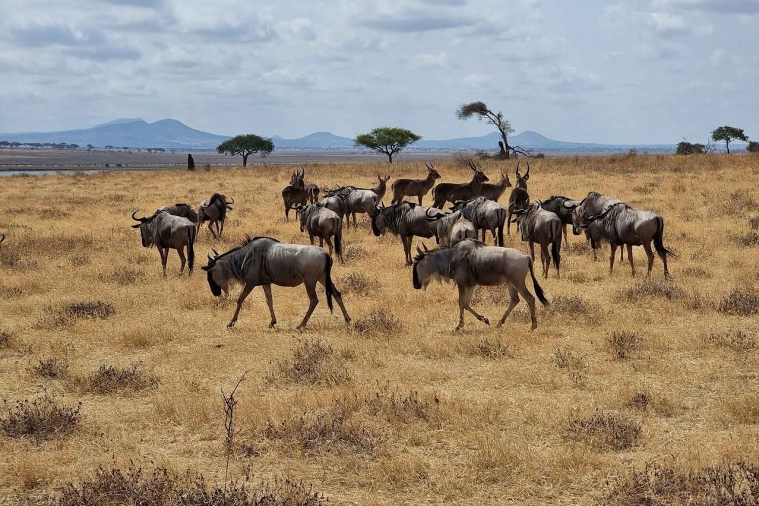 3-dagers tur til Arusha, Tarangire og Materuni-fossen