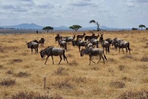 3-dagers tur til Arusha, Tarangire og Materuni-fossen