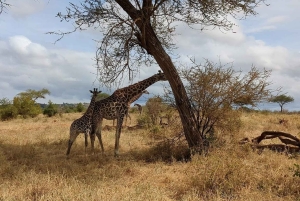 3-dagers tur til Arusha, Tarangire og Materuni-fossen
