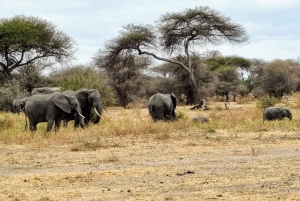 3-dagers tur til Arusha, Tarangire og Materuni-fossen
