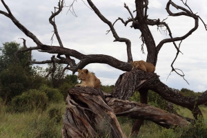 野生動物と熱気球の冒険 3日間体験コース