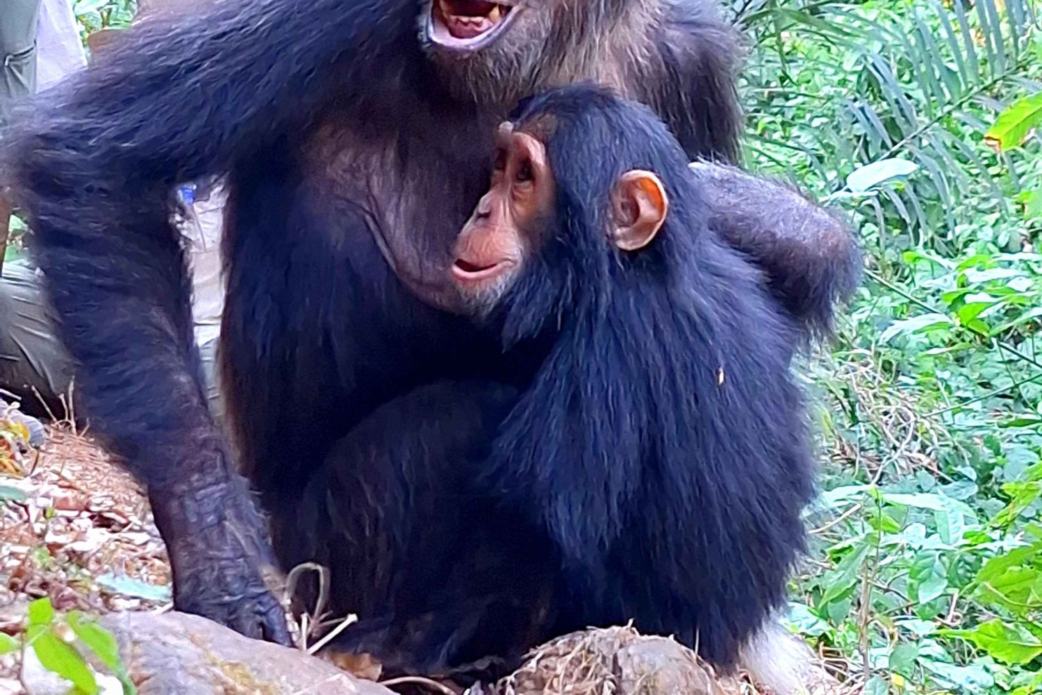 Três dias de trilha com chimpanzés em Gombe, caiaque e passeio pela cidade