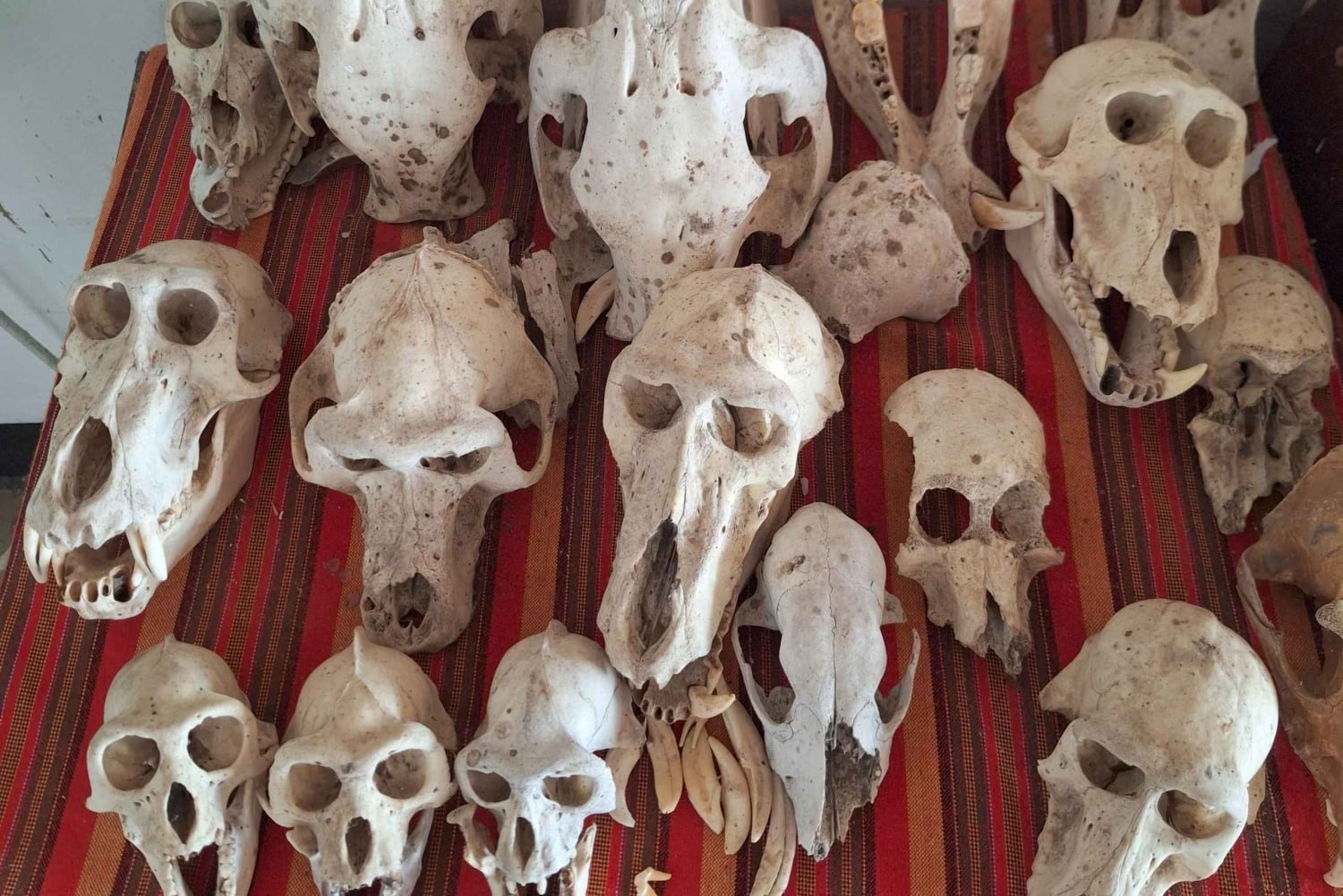 3-Day Gombe Chimpanzee Trekking, Kayaking & Town Sightseeing