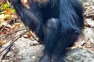 3-Day Gombe Chimpanzee Trekking, Kayaking & Town Sightseeing