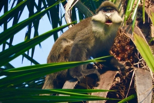 3-Day Gombe Chimpanzee Trekking, Kayaking & Town Sightseeing