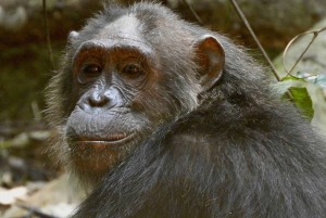 3-Day Gombe Chimpanzee Trekking, Kayaking & Town Sightseeing