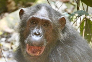 3-Day Gombe Chimpanzee Trekking, Kayaking & Town Sightseeing