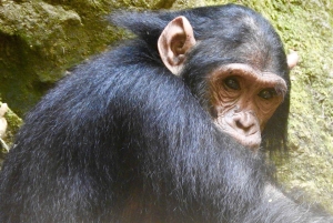 3-Day Gombe Chimpanzee Trekking, Kayaking & Town Sightseeing
