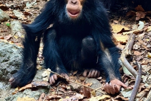 3-Day Gombe Chimpanzee Trekking, Kayaking & Town Sightseeing