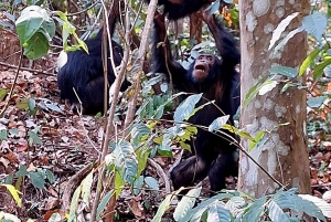 3-Day Gombe Chimpanzee Trekking, Kayaking & Town Sightseeing