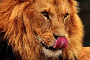 3 Day Joining Safari | Serengeti NP & Ngorongoro Crater