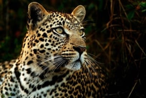 3 Day Joining Safari | Serengeti NP & Ngorongoro Crater