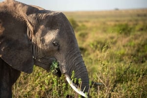 3 Day Joining Safari | Serengeti NP & Ngorongoro Crater