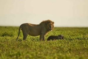 3 päivän safari Manyara-järvellä, Ngorongorossa ja Tarangiressa