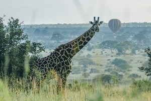3 dagars safari i Lake Manyara, Ngorongoro och Tarangire