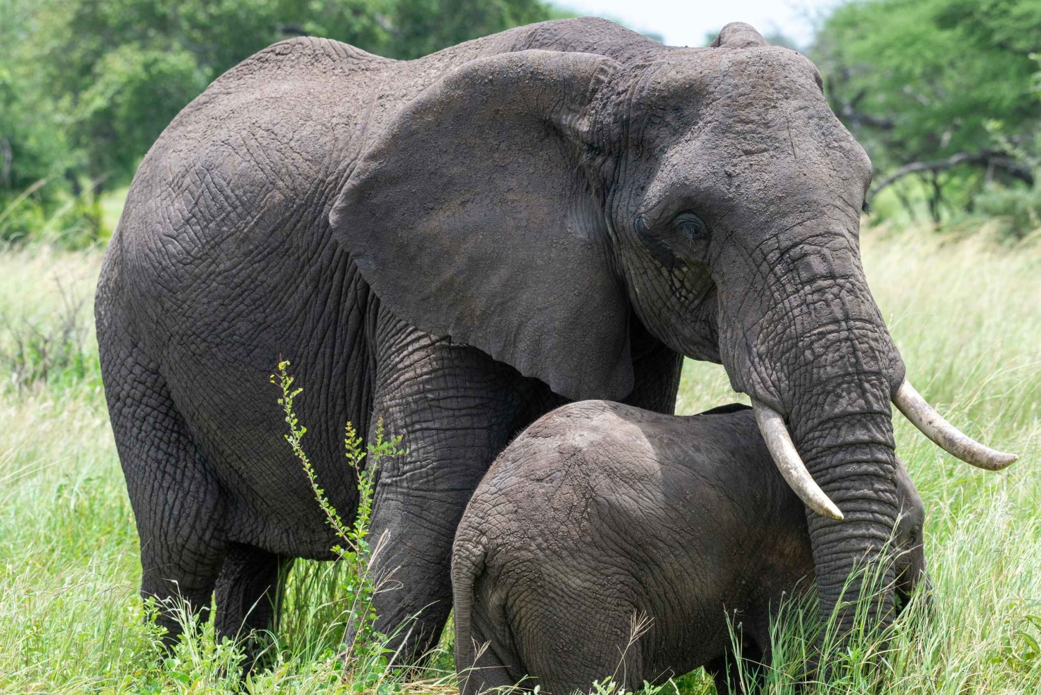 3-dagars safari i Lake Manyara och Ngorongoro-kratern