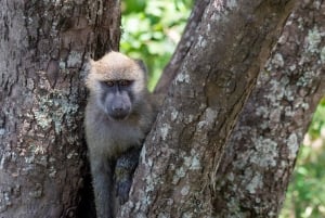3-dagars safari i Lake Manyara och Ngorongoro-kratern