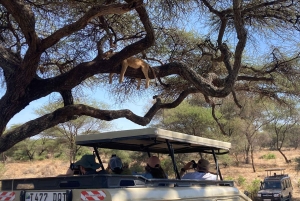 3-dagars safari i Lake Manyara och Ngorongoro-kratern