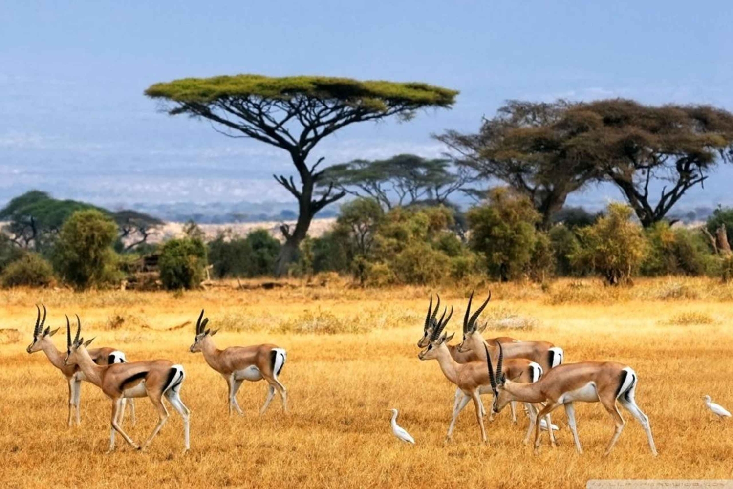 3-daagse Liefde en nalatenschap (Serengeti en Crater Escape)