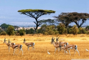 3-daagse Liefde en nalatenschap (Serengeti en Crater Escape)