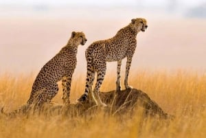3-daagse Liefde en nalatenschap (Serengeti en Crater Escape)