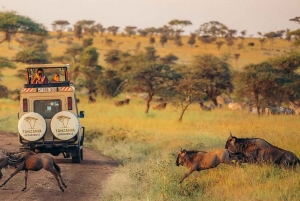 3-daagse Liefde en nalatenschap (Serengeti en Crater Escape)
