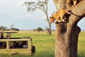 3-daagse Liefde en nalatenschap (Serengeti en Crater Escape)