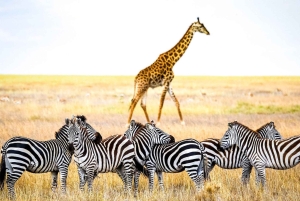 3-daagse Liefde en nalatenschap (Serengeti en Crater Escape)