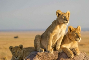 3-daagse Liefde en nalatenschap (Serengeti en Crater Escape)