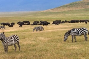 3-daagse Liefde en nalatenschap (Serengeti en Crater Escape)