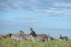 3-daagse Liefde en nalatenschap (Serengeti en Crater Escape)