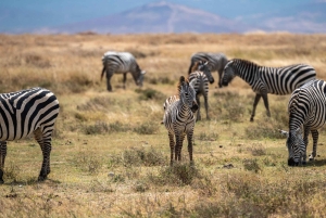 3-daagse Liefde en nalatenschap (Serengeti en Crater Escape)