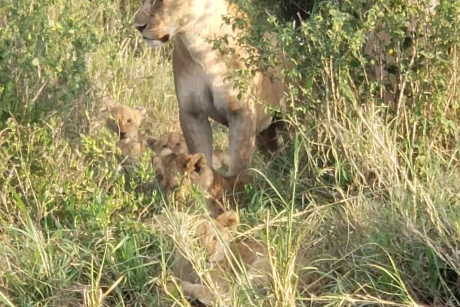 Safari de 3 jours entre le parc national de Mikumi et Zanzibar avec vols