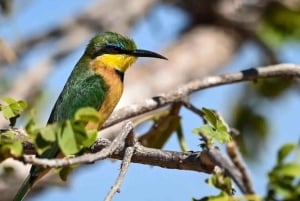 Safari de 3 jours entre le parc national de Mikumi et Zanzibar avec vols